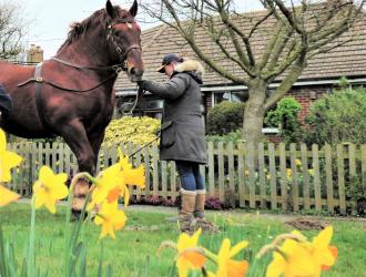 The magnificent Suffolk Punch who attended the opening ceremony 